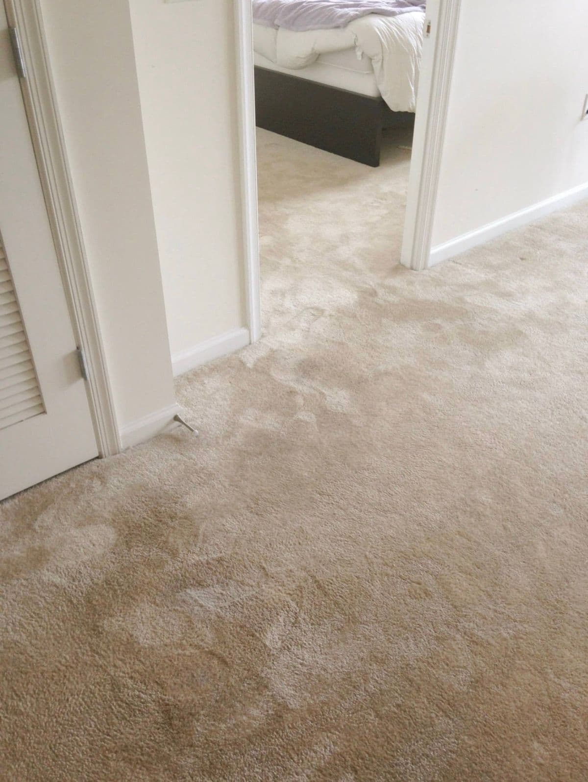 Carpet after professional colour correction of several bleach marks