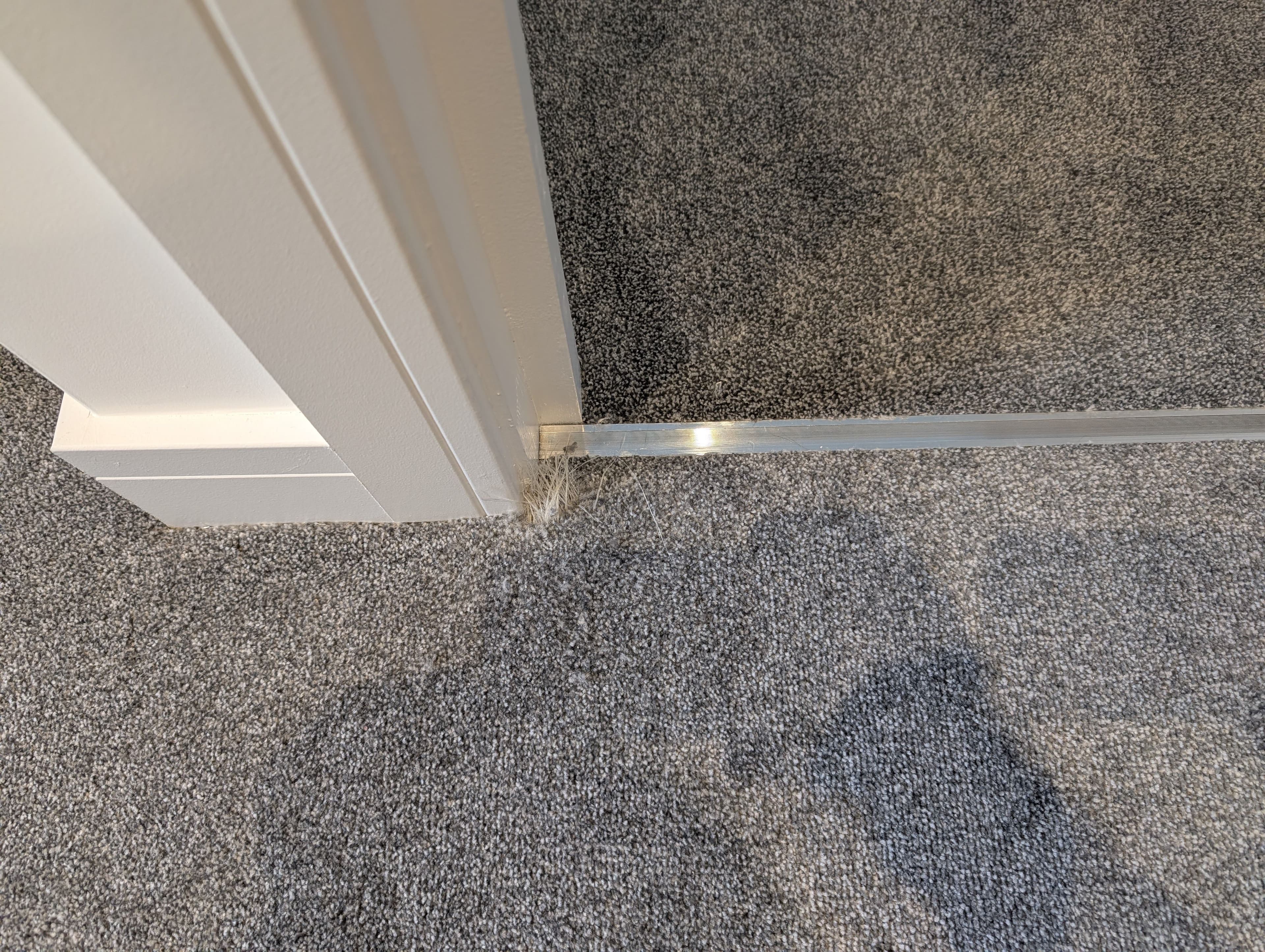Frayed carpet caused by pet damage beside a doorway, before repair.