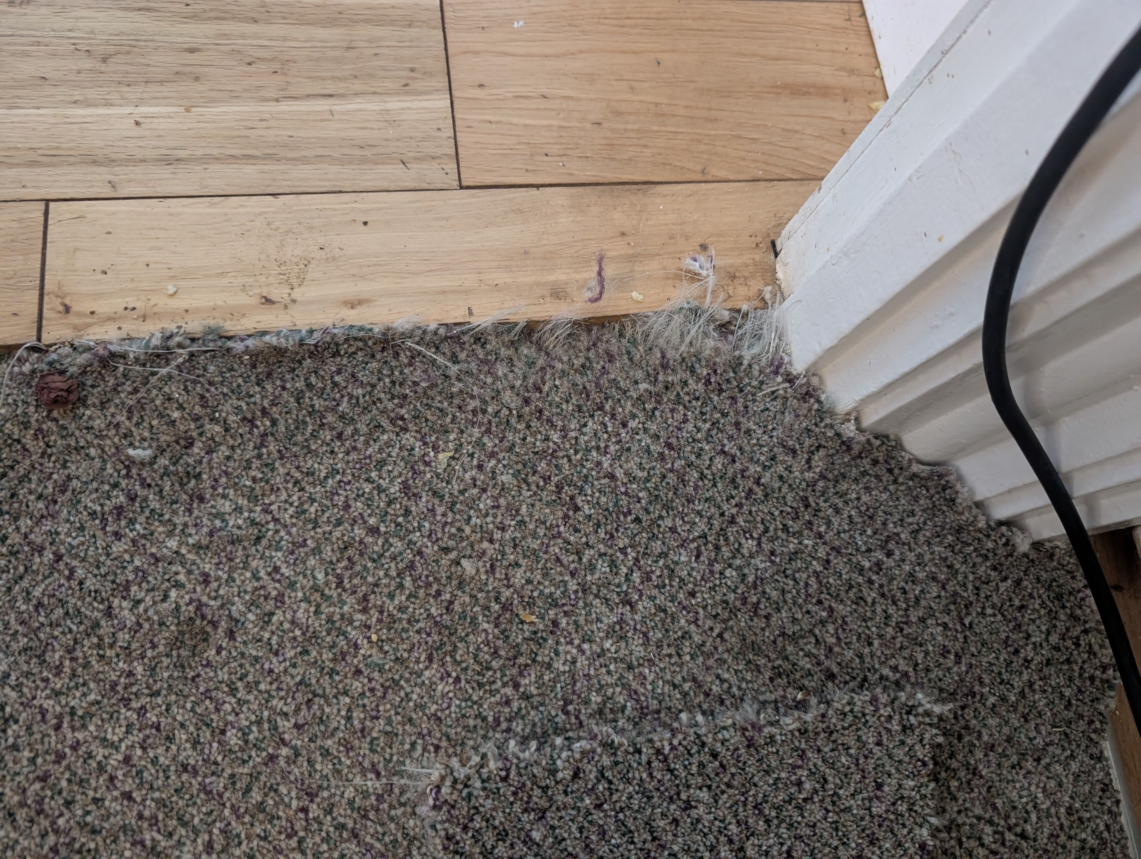 Pet-damaged carpet edge with pulled fibres at a doorway before repair.