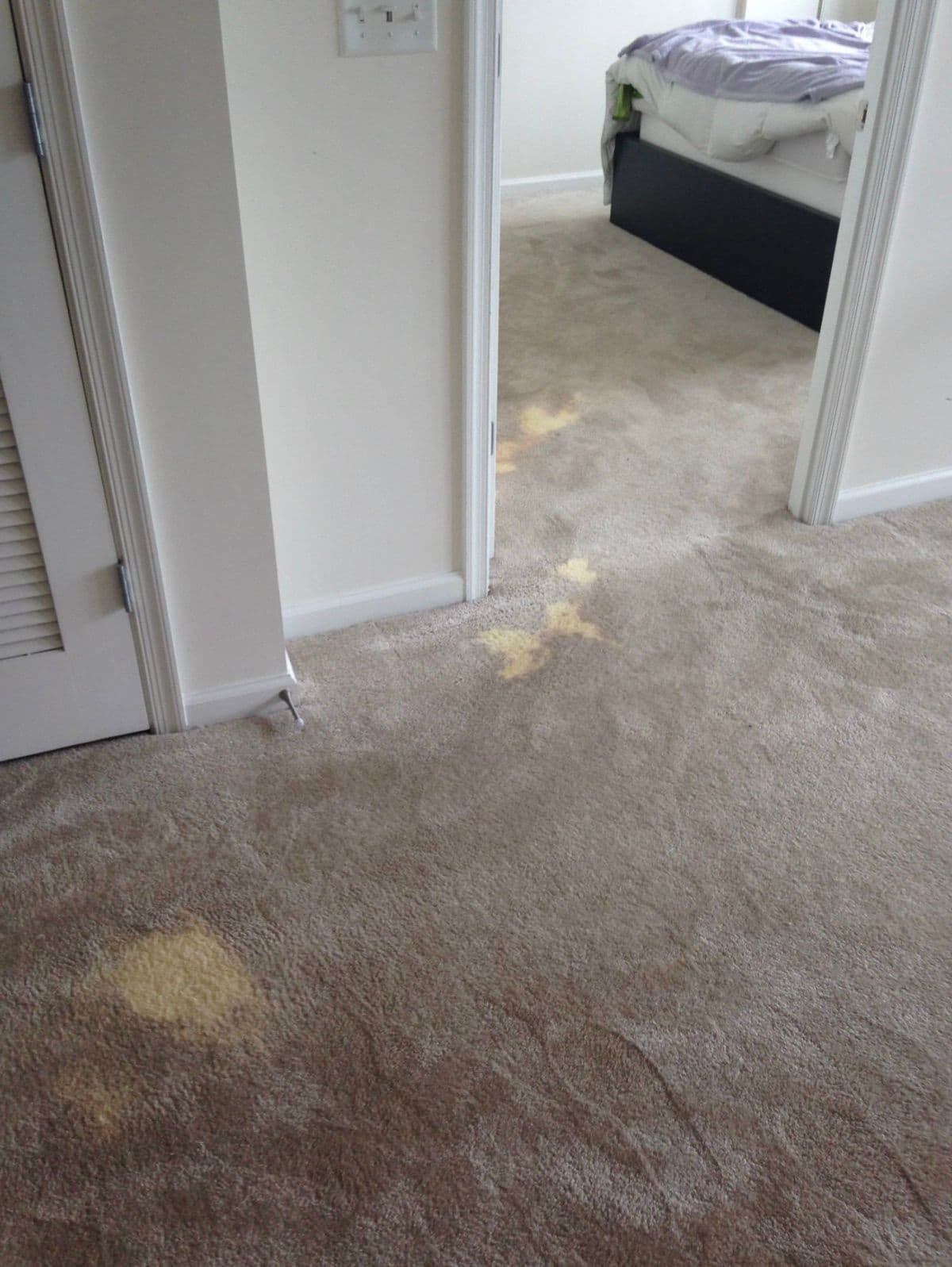 Several bleach marks across a carpet before professional colour correction